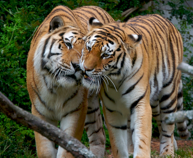 可愛い動物たちが仲良くキスしている写真