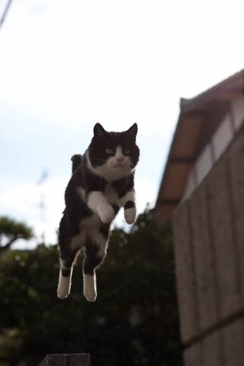福岡にあった猫の島の写真