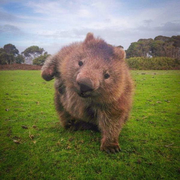 本当に可愛い表情をした動物たちの写真