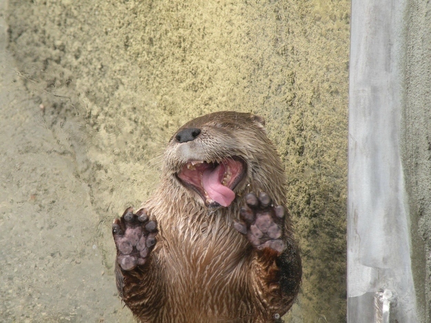 表情豊かなカワウソとラッコの写真