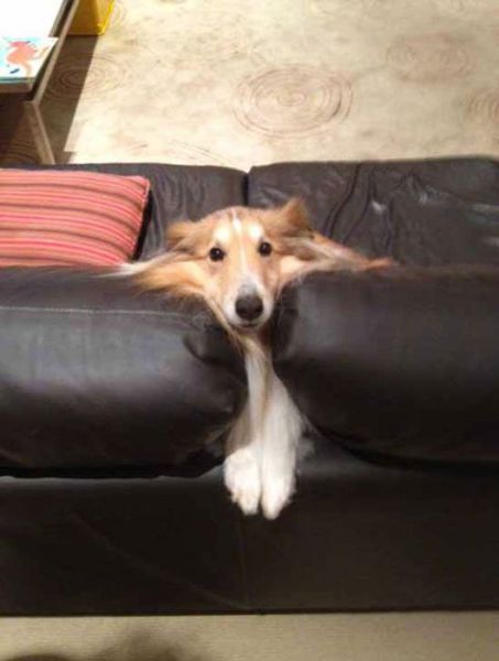 家具の間にはまっている犬と猫の可愛い写真