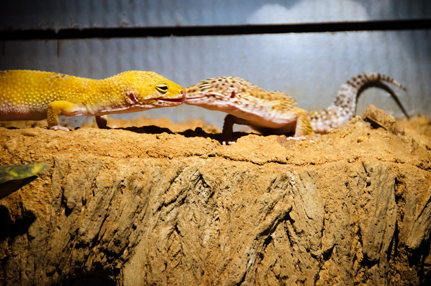 可愛い動物たちが仲良くキスしている写真