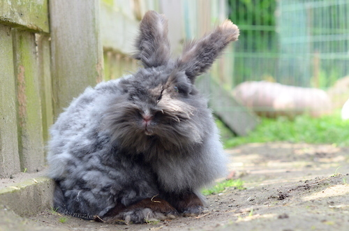 ふわふわで思わず「もふもふ」したくなる可愛い動物