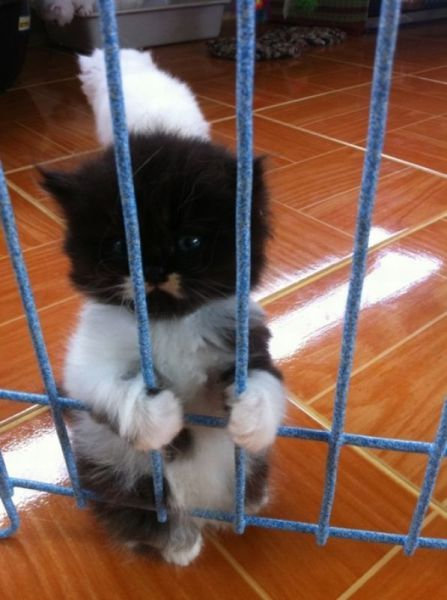 おねだり上手な動物たちの写真