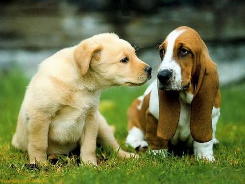犬がちょっと寂しそうな顔をしている写真