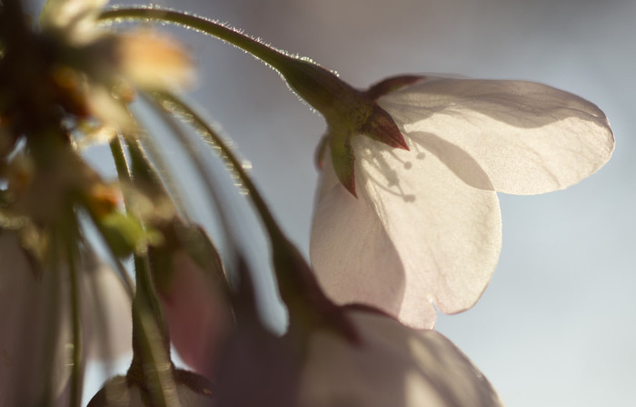世界に咲く桜 