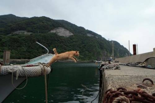 福岡にあった猫の島の写真