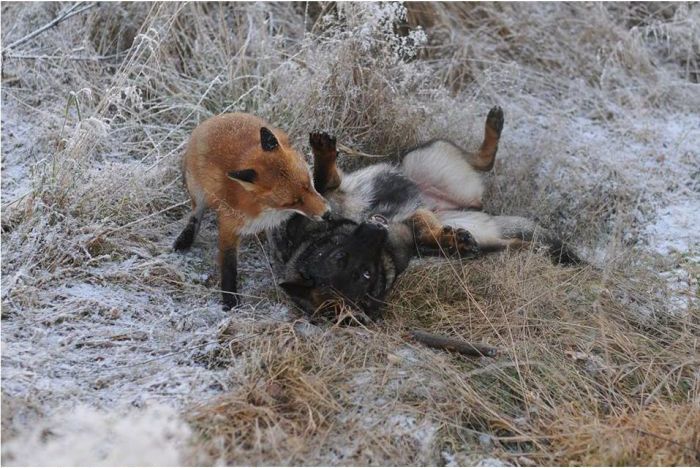 キツネと遊び友達の猟犬が仲良しの写真