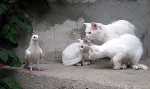 猫に狙われた完全ロックオンされた写真