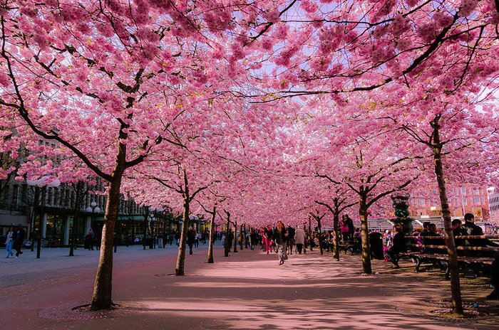 世界に咲く桜 