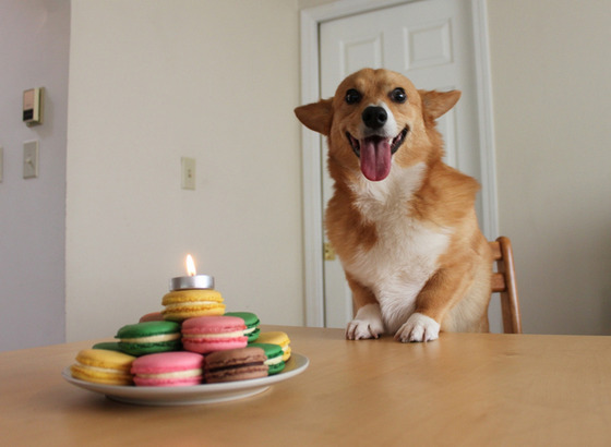 コーギー犬が可愛すぎてやばい写真