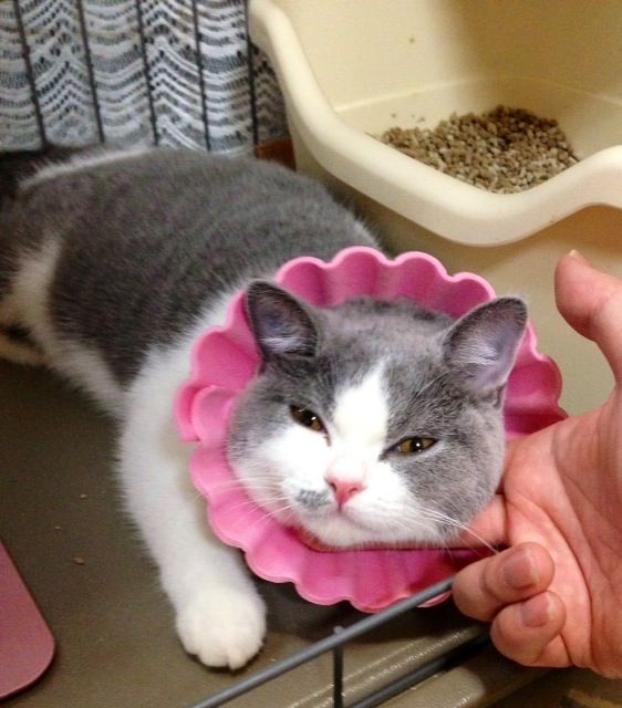 何だか笑える良い表情をした動物の画像