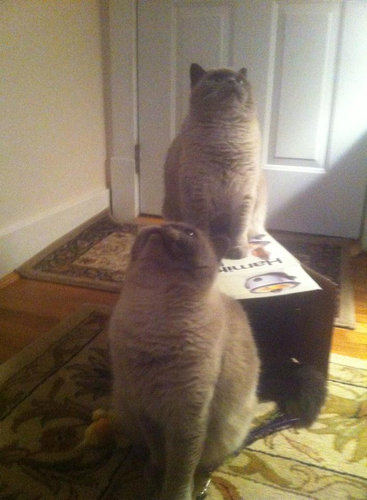 猫に狙われた完全ロックオンされた写真