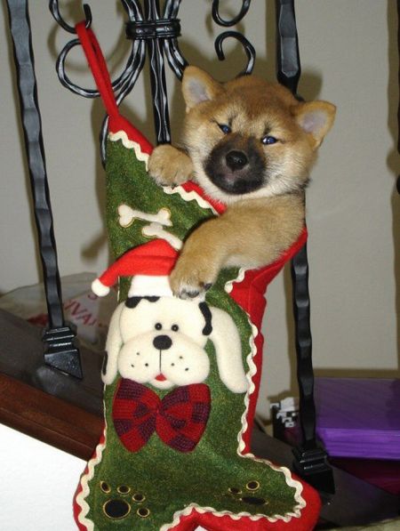 子犬の写真が本当に可愛すぎてワロタｗｗｗ写真