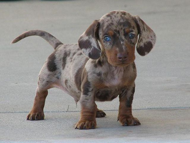 愛嬌ありすぎるミックス犬の写真