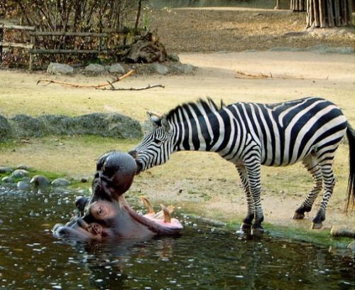 仲良しの動物カップルたちが可愛すぎる写真