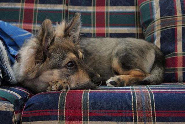 愛嬌ありすぎるミックス犬の写真