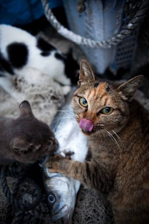 福岡にあった猫の島の写真