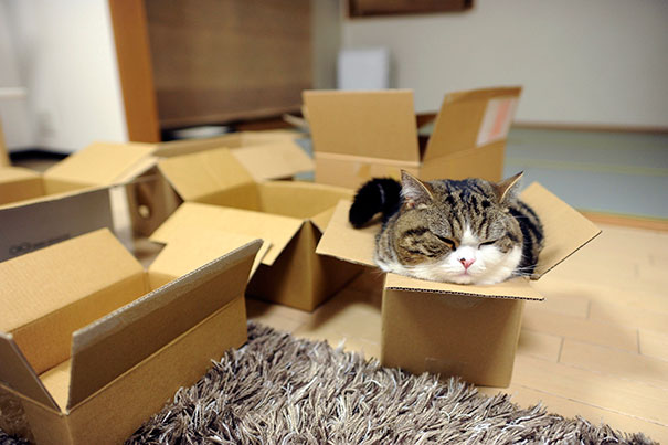 どんな隙間にもフィットしてしまう猫の写真