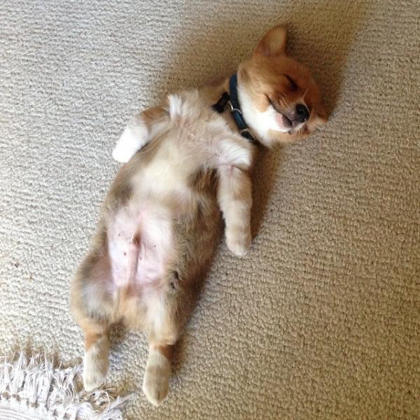 コーギー犬のやっぱり可愛い写真