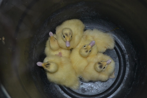 ふわふわで思わず「もふもふ」したくなる可愛い動物