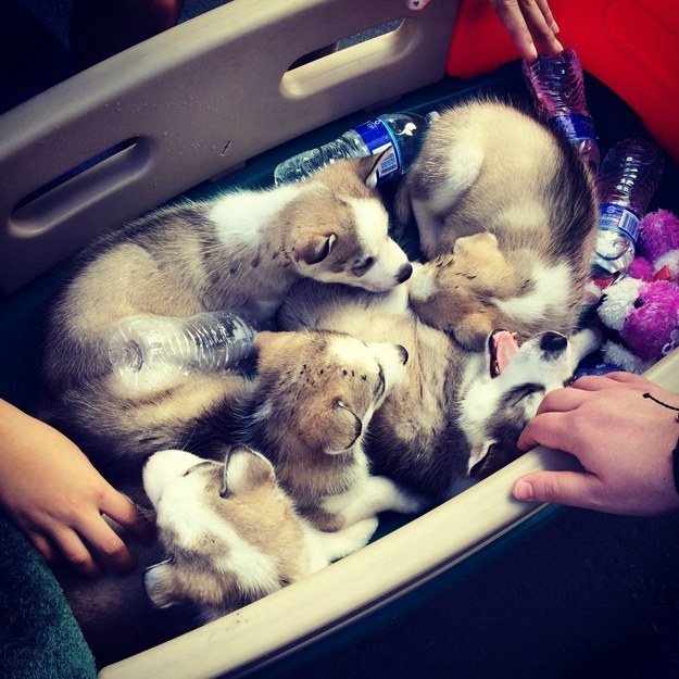 子犬のいっぱい詰まった夢のあるいれもの 