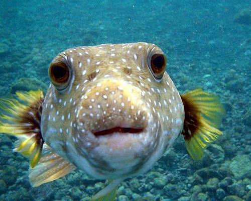 ちょこっとブサイクだけど愛嬌があって美しい魚の写真