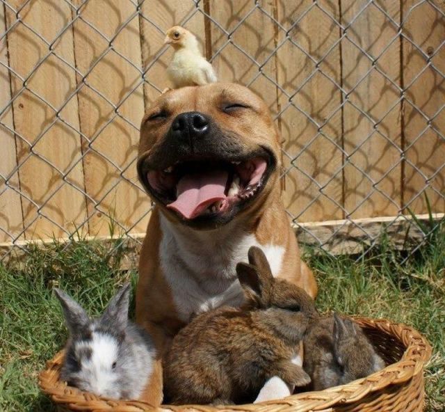 超可愛い動物たちに癒される写真