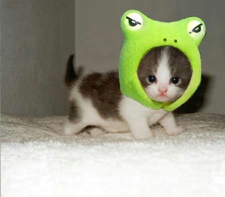 保存したくなる子猫の可愛すぎる写真