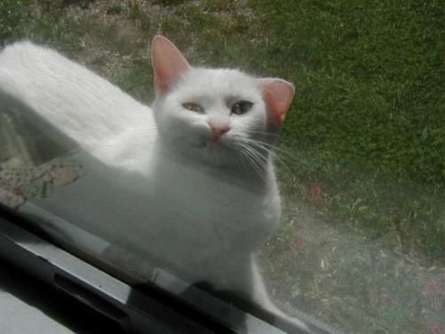 もう可愛すぎて何と言って良いのか分からない動物