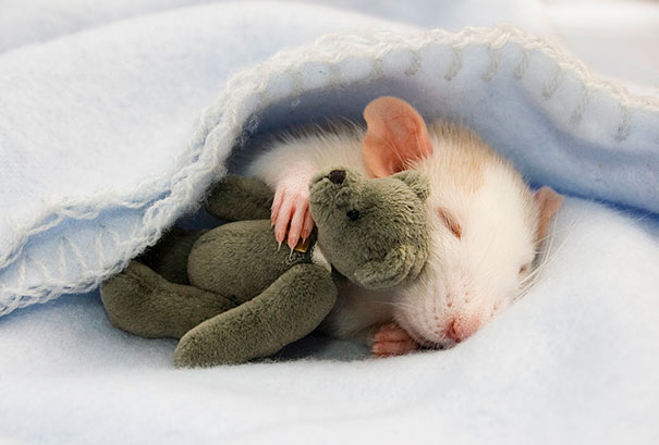 ぬいぐるみと眠る可愛い動物たちの写真