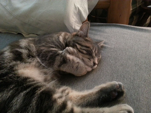 ぐっすり眠る動物たちの癒される写真