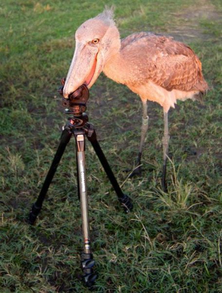 無茶苦茶かわいい動物たちに癒される写真