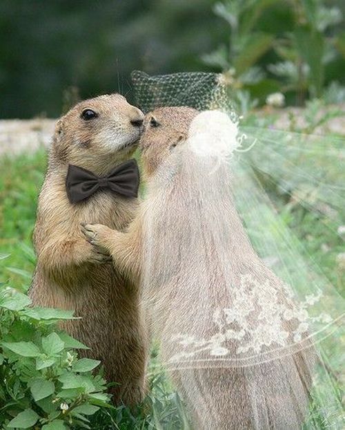 無茶苦茶かわいい動物たちに癒される写真