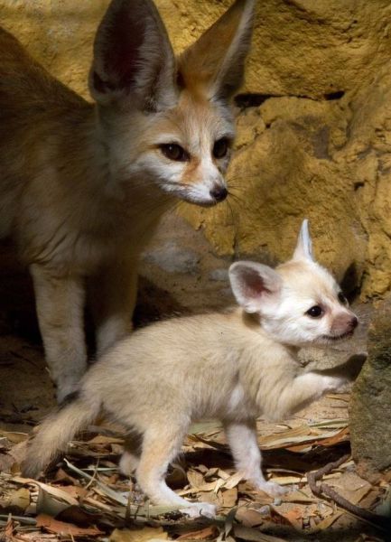 無茶苦茶かわいい動物たちに癒される写真