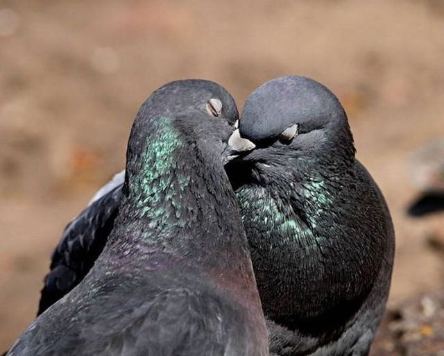 無茶苦茶かわいい動物たちに癒される写真