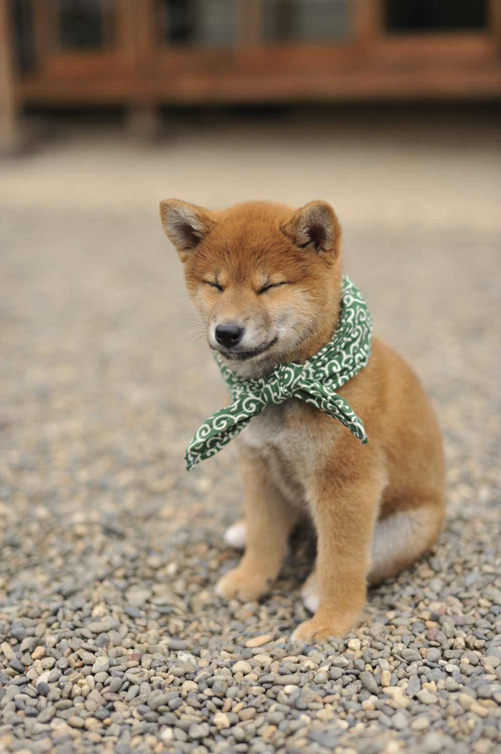 かわいい柴犬の画像