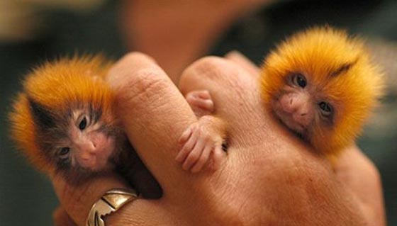 手乗り動物や虫たちが可愛い写真