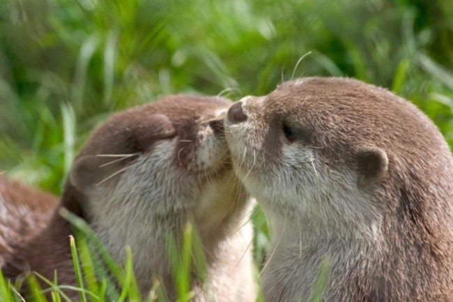 カワウソの可愛い写真