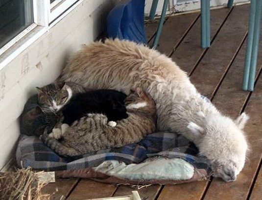 仲良しすぎるアルパカと猫が可愛すぎる写真
