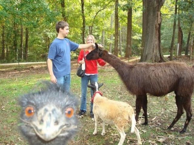 記念撮影好きな動物の写真