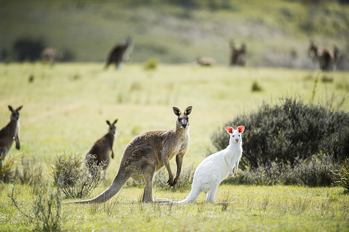 野生のアルビノカンガルーが目立っている写真