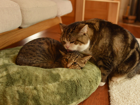 やっぱり可愛い猫の画像