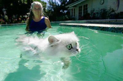 猫は実は泳げる事が判明した写真