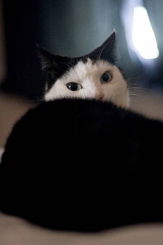 フクロウみたいな猫