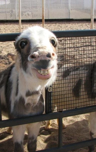 動物たちの可愛すぎる画像