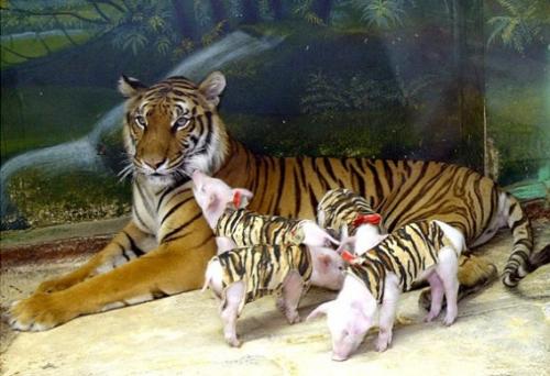 仲良しの動物カップルたちが可愛すぎる写真