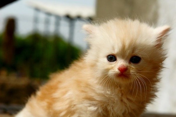 あまりの可愛さに驚くかわいい子猫の画像