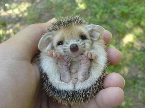 かわいい動物たちが手を振って「バイバイ」の動作する写真