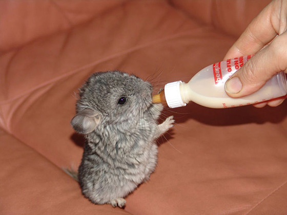 可愛すぎる動物の赤ちゃんの画像